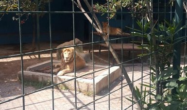 Lion attacks family that gets in cage to take selfie