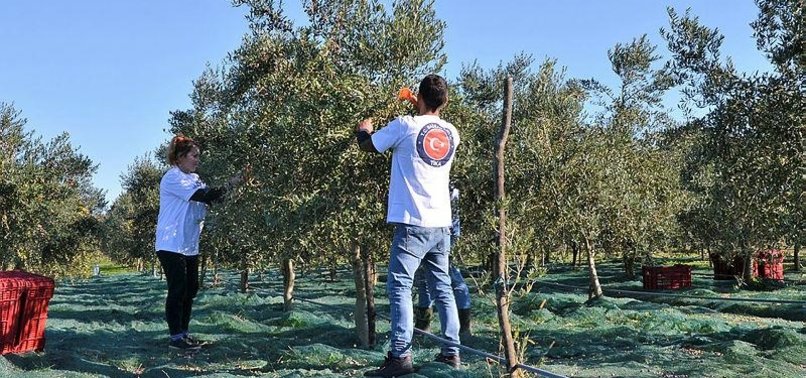 TURKISH AGENCY SUPPORTS OLIVE PRODUCTION IN MONTENEGRO