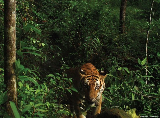 Indonesian villagers on alert following wild tiger appearance