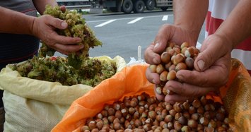 Turkey exports 262,000 tons hazelnut in 11 months