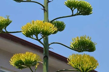 Agave bitkisi 20 yıl sonra çiçek açtı