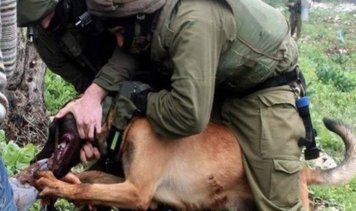 Israeli army dog attacks Palestinian in bed