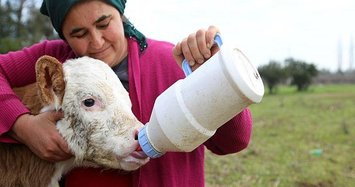 Valentine's Day calf helps Turkish woman start farm