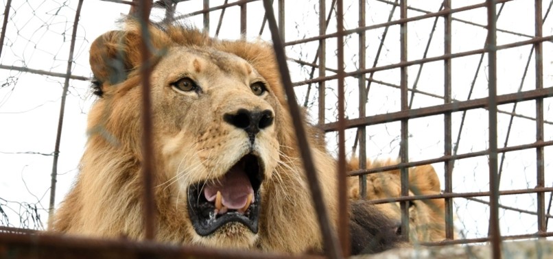 INTERN KILLED BY LION AT US ANIMAL PARK