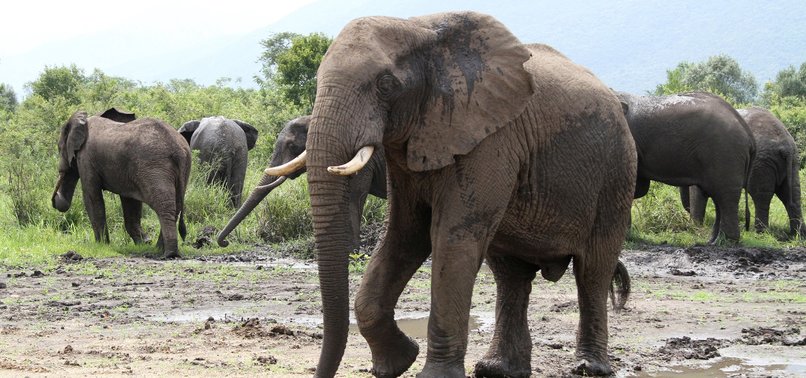 SRI LANKA ELEPHANTS EATING RUBBISH FACE PLASTIC DANGER