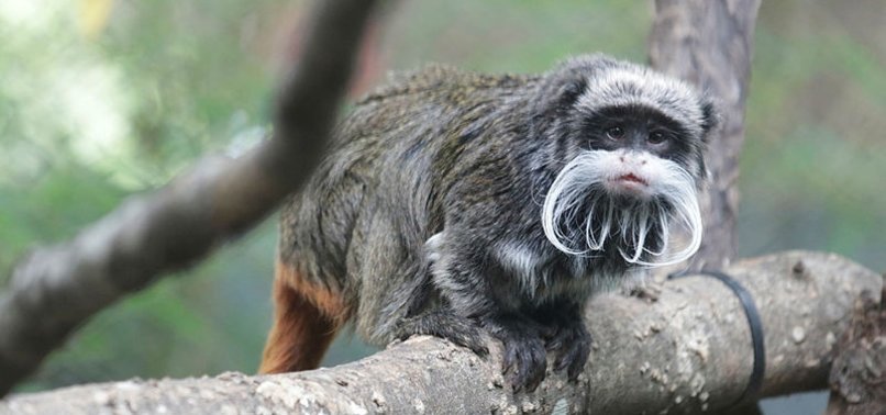 IN NEW JOLT TO DALLAS ZOO, TWO TAMARIN MONKEYS GO MISSING