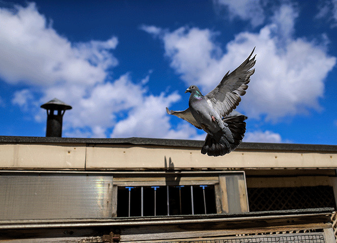 Bir yuvaya dönüş öyküsü