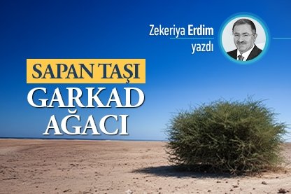 Sapan Taşı, Garkad Ağacı