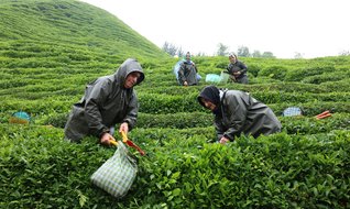 Rize’de çay tarımı yeniden şekilleniyor