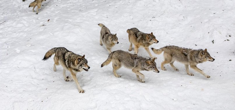 SCIENTISTS: PUP BIRTHS HOPEFUL SIGN FOR ISLE ROYALE WOLVES