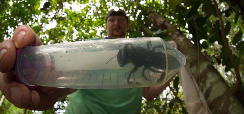 NOT SEEN SINCE 1981, WORLDS LARGEST BEE REDISCOVERED IN INDONESIA