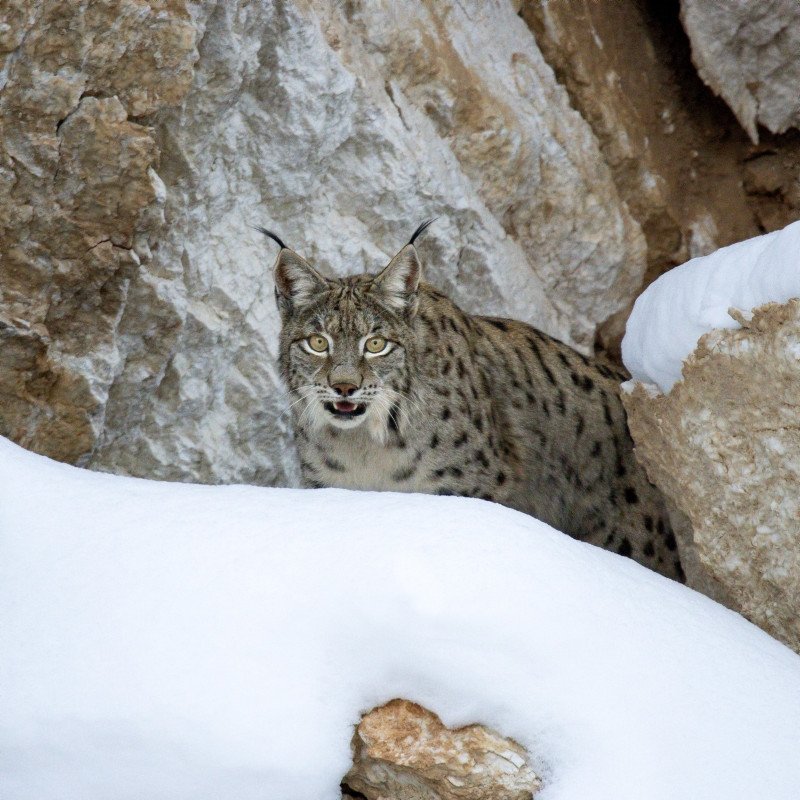 Turkish nature photographer records sound of ghost of the forest