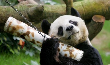 World's oldest male giant panda dies at age 35 in Hong Kong