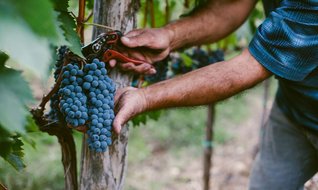 Bağ bozumuna son çağrı!