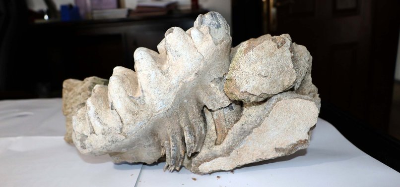 FARMER DISCOVERS 8 MILLION-YEAR-OLD MAMMOTH FOSSIL IN CENTRAL TURKEY