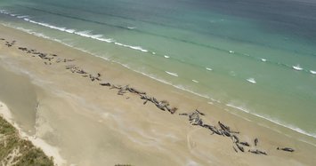 145 whales die on remote New Zealand beach