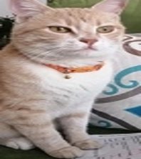 Mısır 