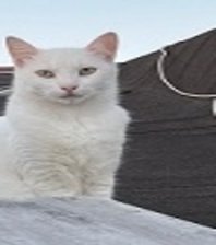 Paşa 