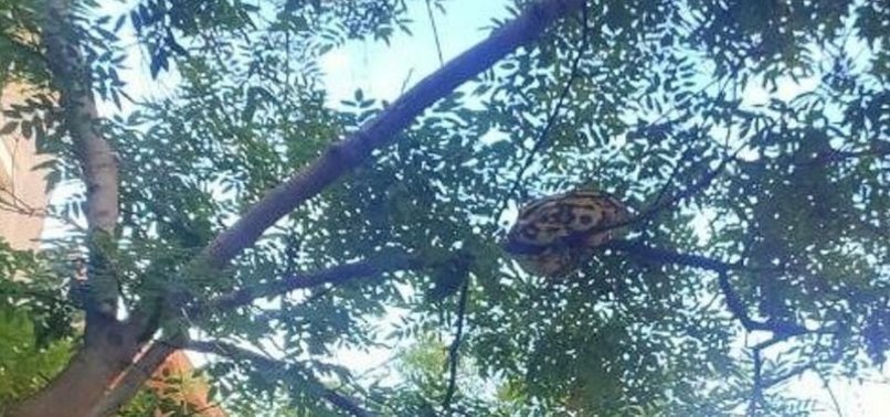 Huge 15-kilo python caught hanging from a tree in Barcelona