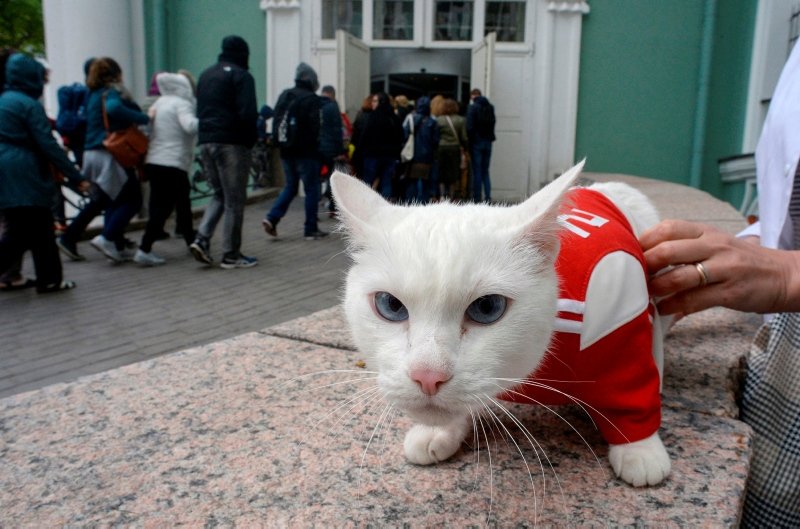 2018 Dünya Kupası Kahin �Kedi Achilles� Esquire