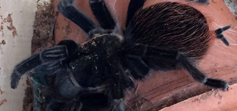 GIANT SPIDER CAUSES CAR CRASH IN CALIFORNIA NATIONAL PARK