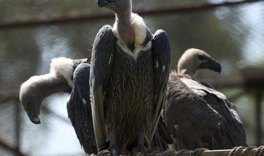 Over 150 endangered vultures poisoned to death in southern Africa