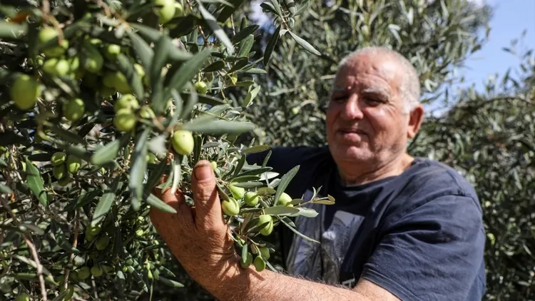 Olive harvest in the occupied West Bank