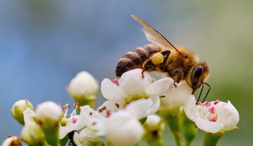 20 Mayıs Dünya Arı Günü ve Arıların Ekolojik Sistemdeki Önemi