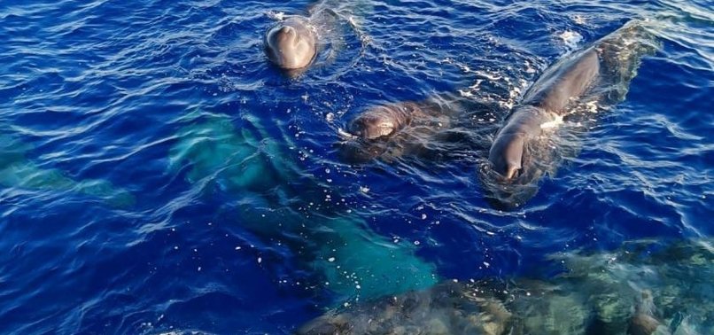 PARMACITIE WHALES SPOTTED OFF COAST OF KAŞ AND FETHIYE