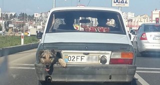 Adıyaman’da, stop lambası yerine köpek kafası