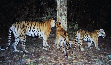 Tiger population has risen to 355 in Nepal from only 121 in 2009