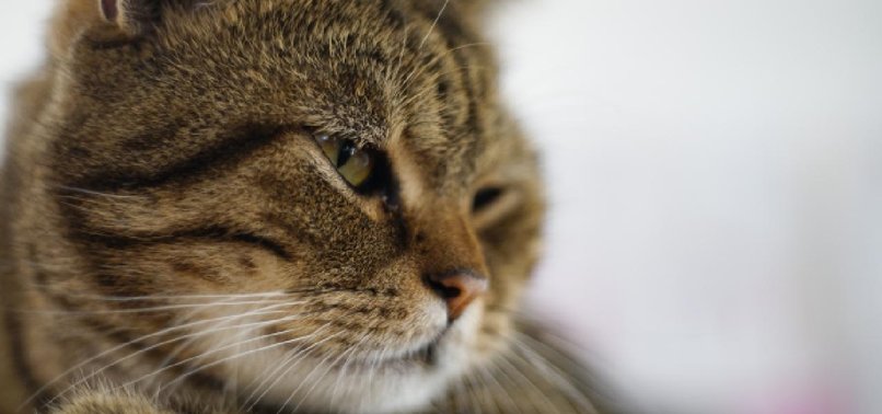 OUTBREAK OF MYSTERIOUS BIRD FLU IN CATS IN POLAND