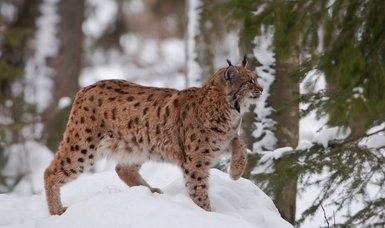 Slovenian Alps lynx at decline risk