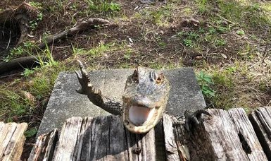 Amusing photo captures alligator appearing to smile and wave