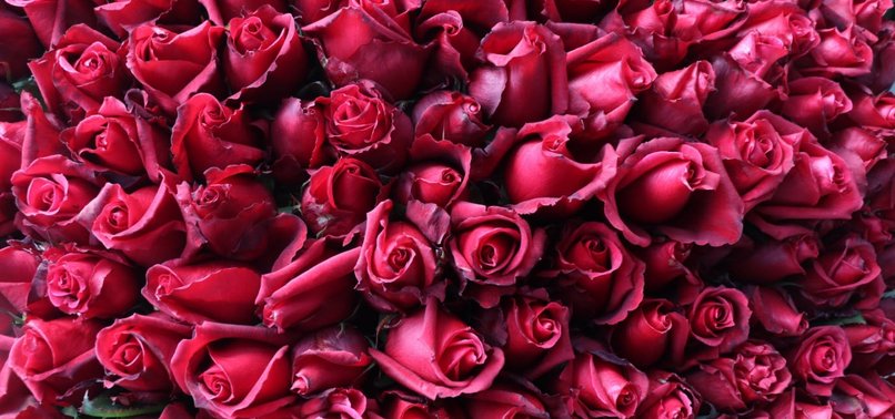 TURKEY EXPORTS 60M ROSES AHEAD OF VALENTINE’S DAY