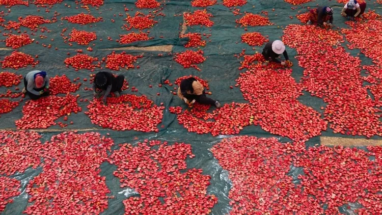 Dried tomato production expands in Malatya