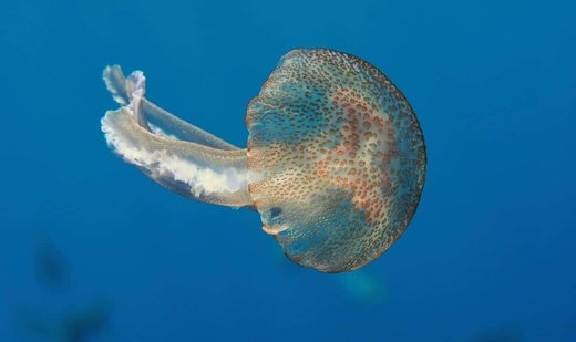 Nuclear jellyfish alarm in France: Four reactors shut down
