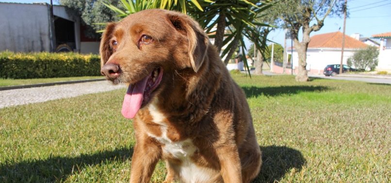 BOBI, WORLD’S OLDEST DOG ON RECORD, DIES IN PORTUGAL, AGE 31
