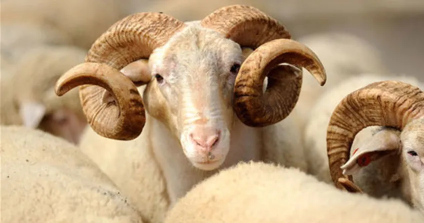 Hükümet açıkladı! Kurban bu yıl el yakmayacak