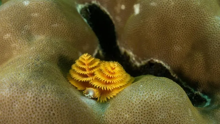 Rich underwater life of Sipadan Island