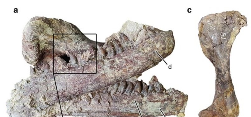 A NEW MEGARAPTOR SPECIES WAS DISCOVERED WITH ITS LAST MEAL
