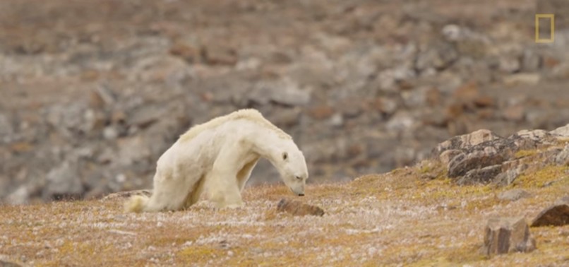NATIONAL GEOGRAPHIC ADMITS LYING TO ITS READERS ABOUT THE DYING POLAR BEAR