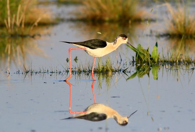 Türkiye’nin kuş cenneti: Acıgöl