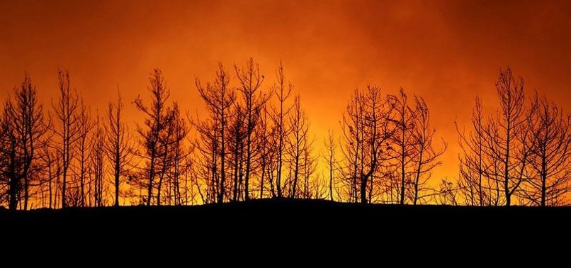 PAKISTAN TIKTOK STAR FACES BACKLASH OVER FOREST FIRE VIDEO