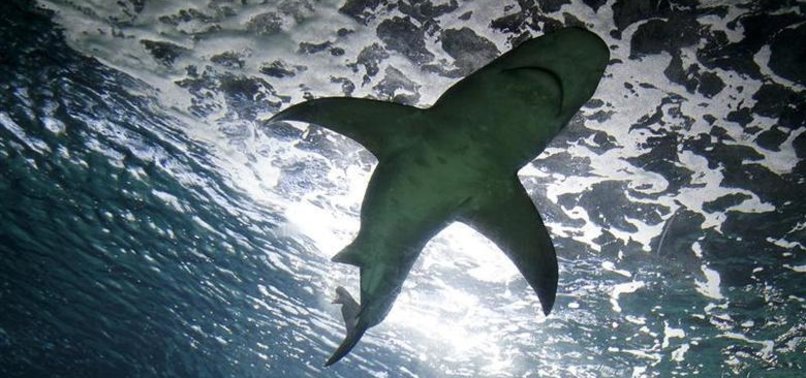 MORE THAN HALF OF SHARKS, RAYS IN MEDITERRANEAN AT RISK OF EXTINCTION: STUDY