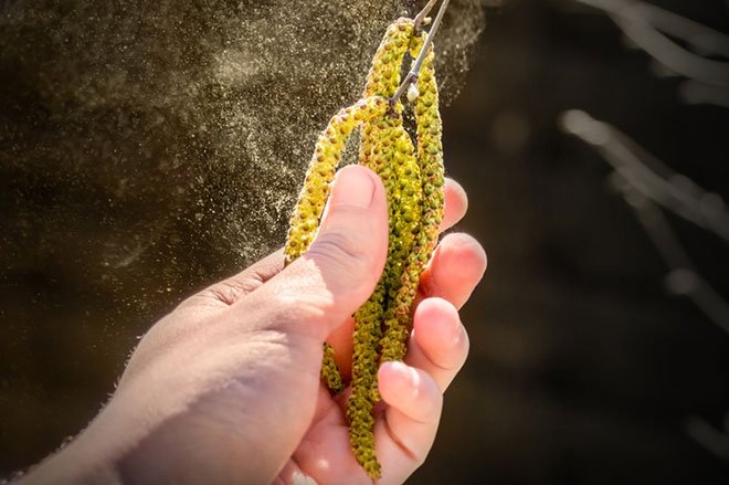 ALERJİYE NEDEN OLAN BİTKİLER