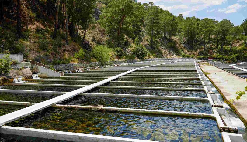 Küçük Ölçekli İşletmelerin Metro Türkiye Desteği ile Yetiştirdiği Alabalıklar  Artık Raflarda!