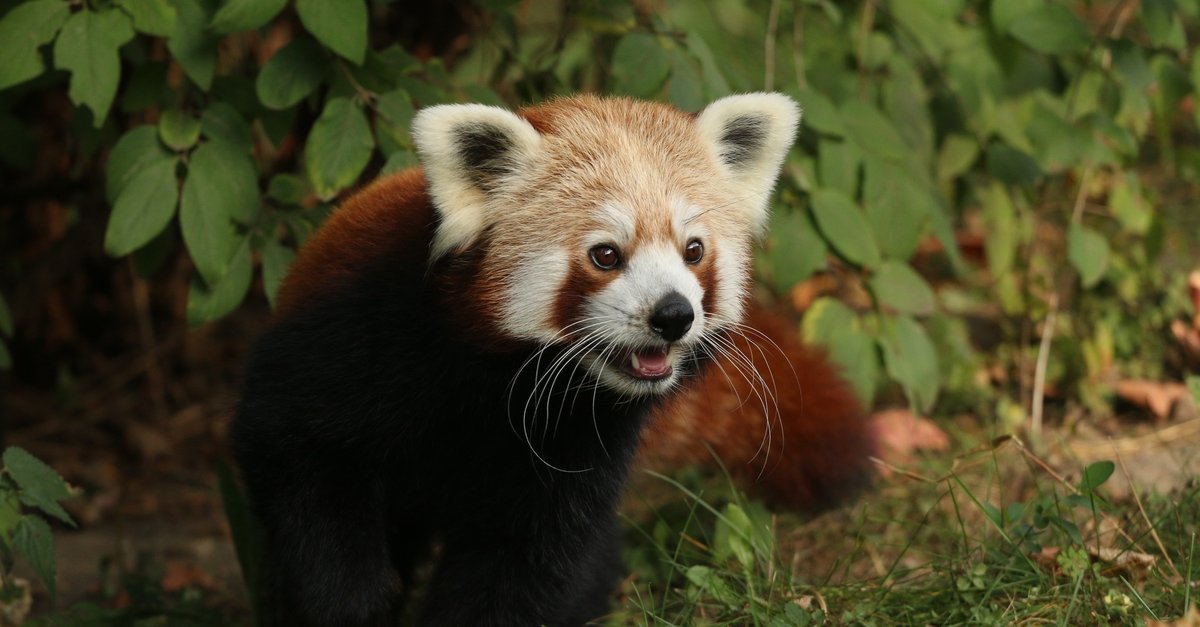 Red panda bored with its partner breaks free from enclosure in quest