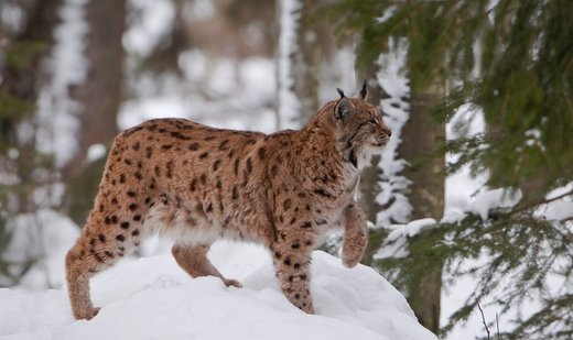 Slovenian Alps lynx at decline risk