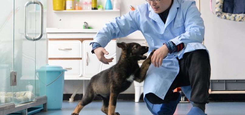 DUBBED SHERLOCK HOLMES, CHINA’S FIRST EVER CLONED POLICE DOG STARTS TRAINING